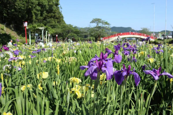 賀茂しょうぶ園