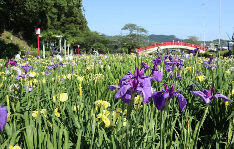 賀茂しょうぶ園