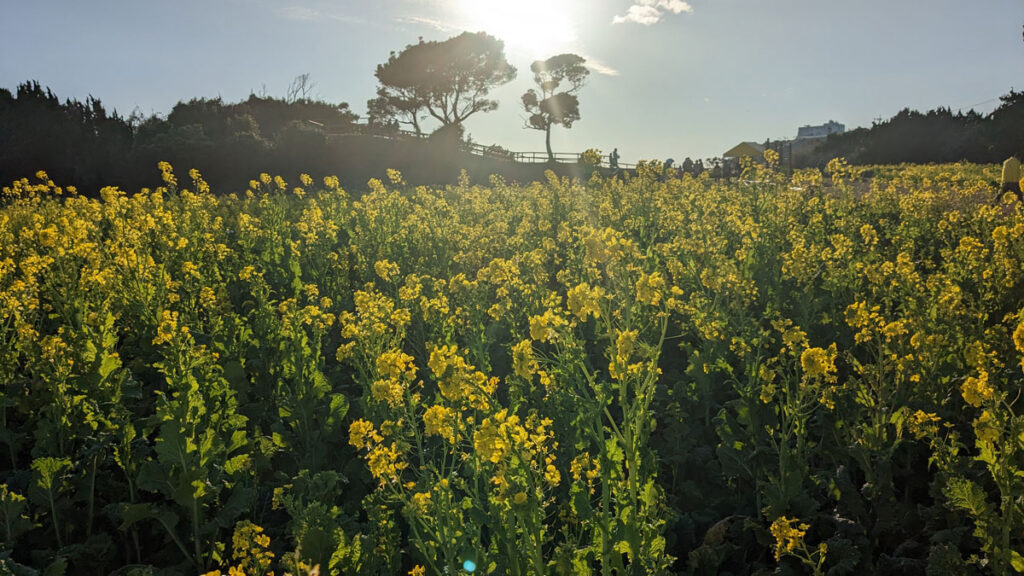 菜の花畑-10