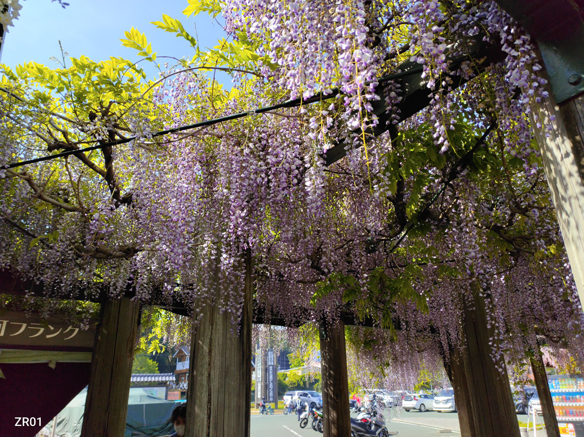 道の駅藤の花