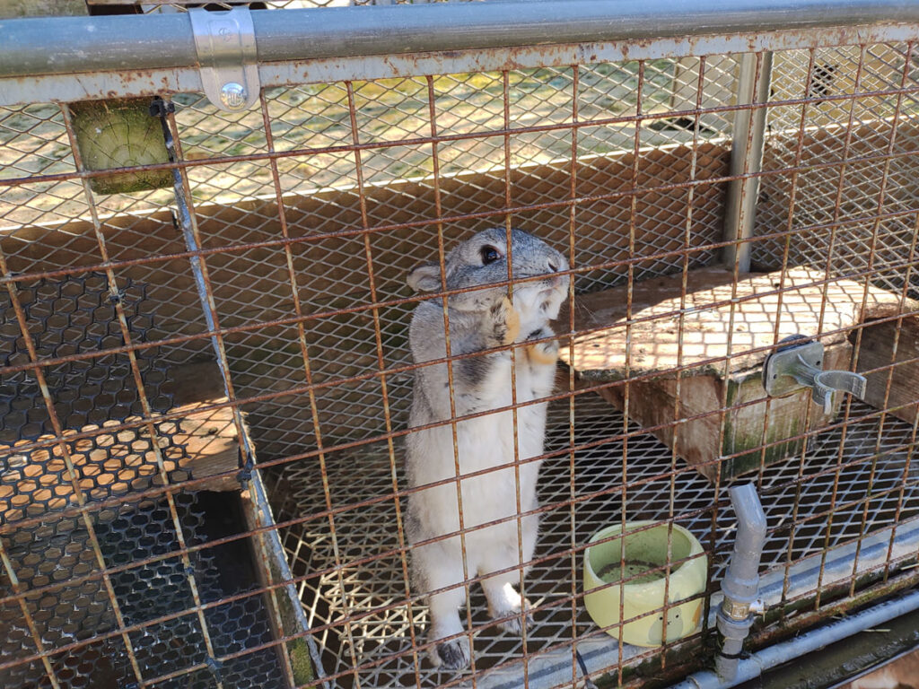 道の駅うさぎ